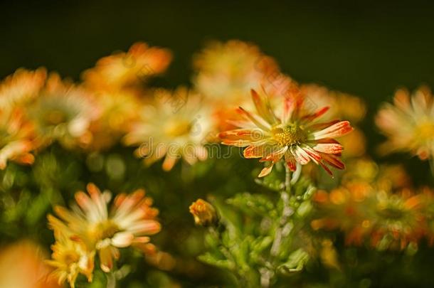 秋菊花花种植