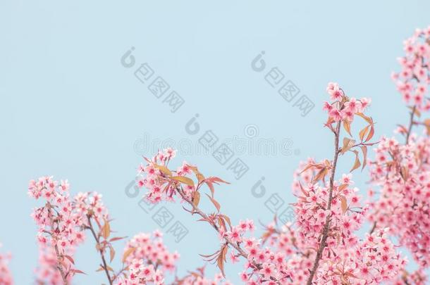粉红色的樱花花,樱桃花,喜玛拉雅的樱桃花克洛