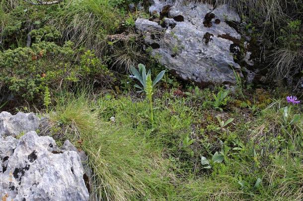 根歧翠绿色synchronizing同步.♪coeloglsum♪绿色-野生的兰花