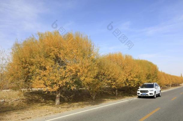 杨树胡杨在旁边路,风干土坯三原色红绿兰彩色值