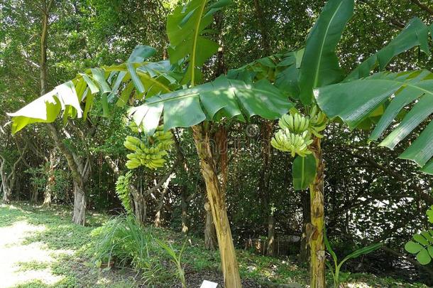 <strong>澳门澳门</strong>配额生态学地带自然香蕉树成果树sPoland波兰