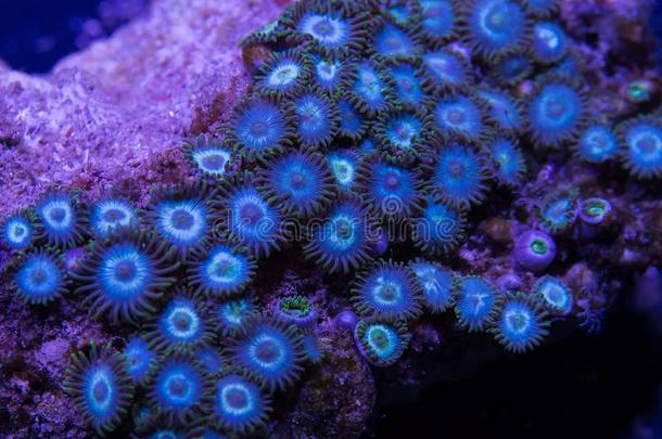 六放珊瑚软的珊瑚