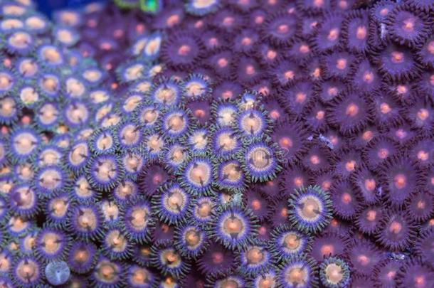 紫色的六放珊瑚软的珊瑚
