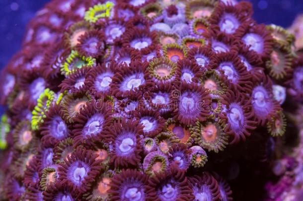 六放珊瑚软的珊瑚
