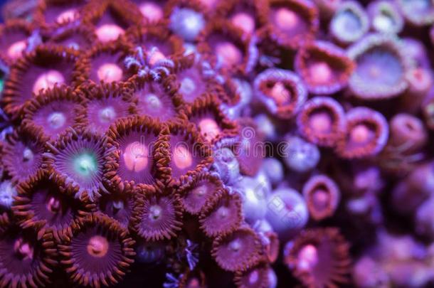 品红六放珊瑚珊瑚