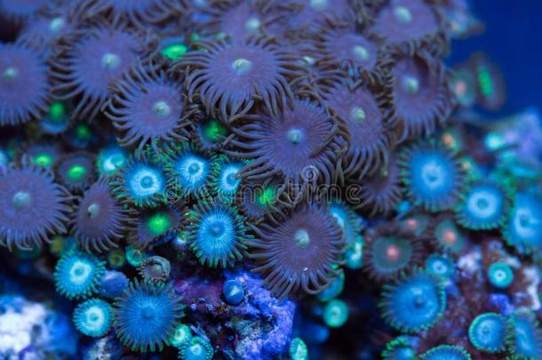 六放珊瑚软的珊瑚特写镜头