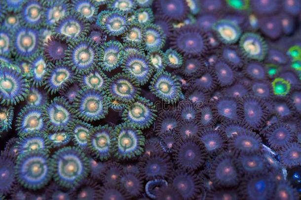 六放珊瑚珊瑚床