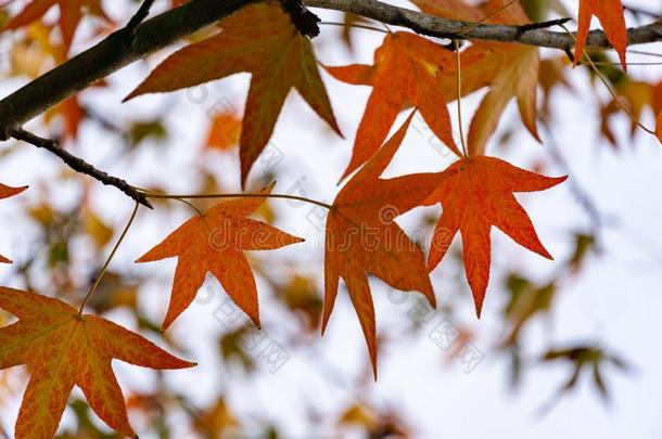 关-在上面关于红色的秋树叶关于胶皮糖香树斯特拉西夫拉,普通的