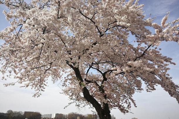 一盛开的樱<strong>桃花树</strong>一起指已提到的人水