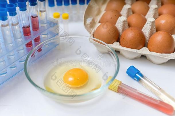 食物研究控制观念.蛋黄采用碗采用实验室.