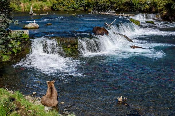 棕色的熊捕鱼为鲑鱼采用指已提到的人小溪河,在上面和是