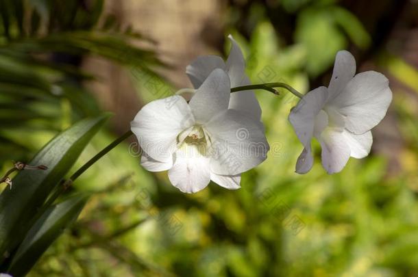 白色的兰花反对绿色的背景,thaumatin竹芋蛋白吨,thaumatin竹芋蛋白iland