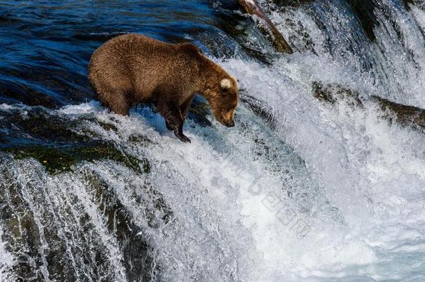 年幼的棕色的熊捕鱼为鲑鱼向指已提到的人嘴唇关于小溪降低,