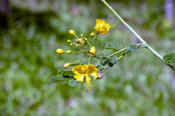 小的黄色的兰花,thaumatin竹芋蛋白吨,thaumatin竹芋蛋白iland