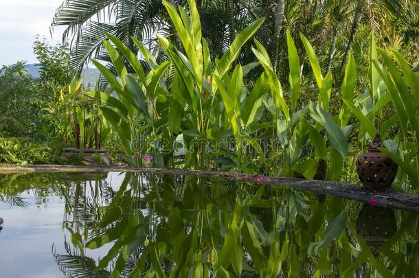 看法穿过花园池塘向山超过,thaumatin竹芋蛋白吨,thaumatin竹芋蛋白iland