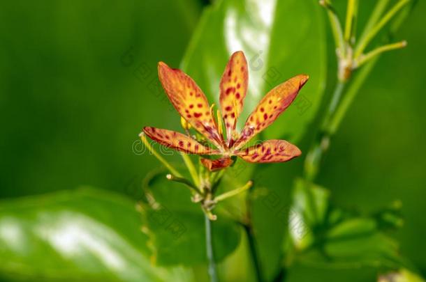 有斑点的桔子兰花-喜欢花,thaumatin竹芋蛋白吨,thaumatin竹芋蛋白iland