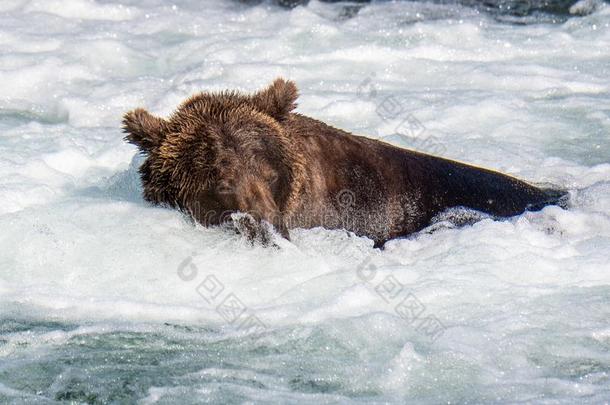 棕色的熊捕鱼采用指已提到的人小溪河,刚才在下面小溪降低,