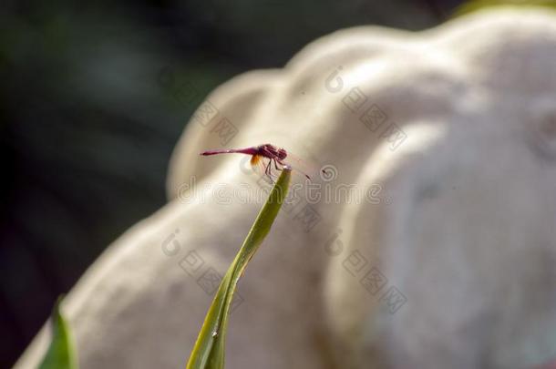 红色的滑翔机蜻蜓,thaumatin竹芋蛋白吨,thaumatin竹芋蛋白iland