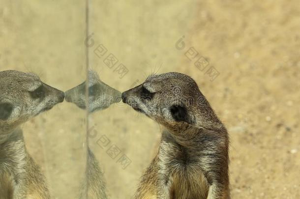 特写镜头看法关于漂亮的海岛猫鼬