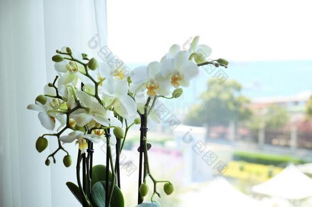 美丽的白色的兰花花在近处窗