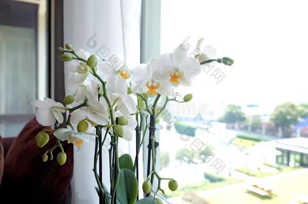 美丽的白色的兰花花在近处窗