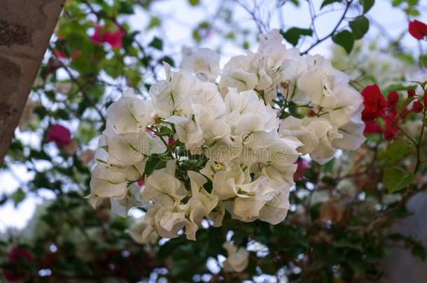 叶子花属热带的白色的花同样地植物学的背景