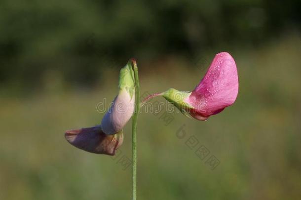 山黧豆属块茎-野生的花