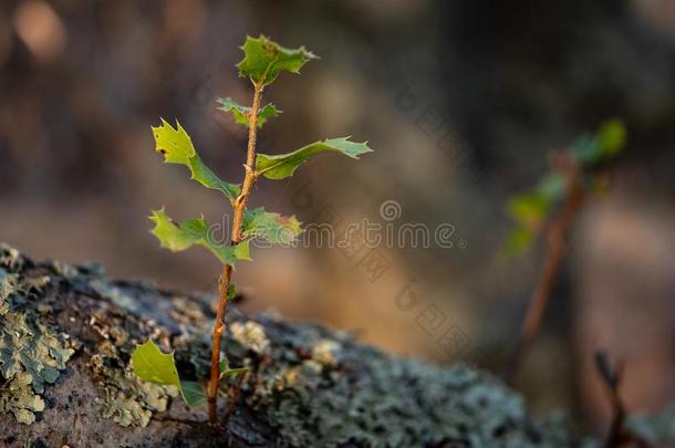 新的发芽栎树树树枝详述射手