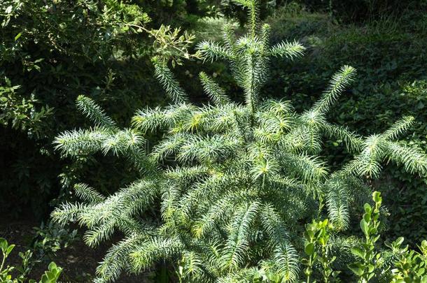 蓝色植物的叶子关于中国人冷杉树鼠尾草柳叶刀`古克拉斯