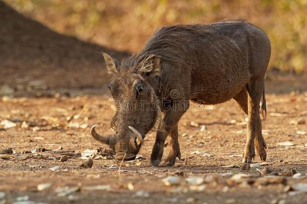 普通的疣猪-帕科乔鲁斯阿弗里卡纳斯野生的成员关于猪家庭