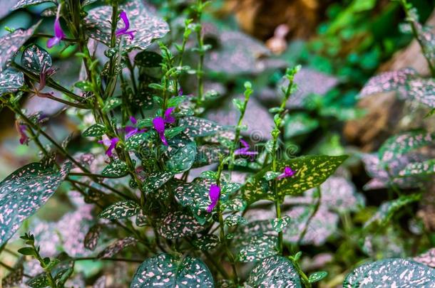 波尔卡舞点植物采用花和紫色的花,流行的耕种的