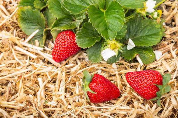 成熟的草莓生长的向稻草采用有机的garden稻草berry英语字母表的第16个字母