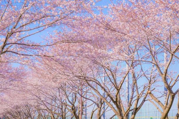 满的花关于指已提到的人樱桃树和和煦的：照到阳光的蓝色天Ch关于u机场