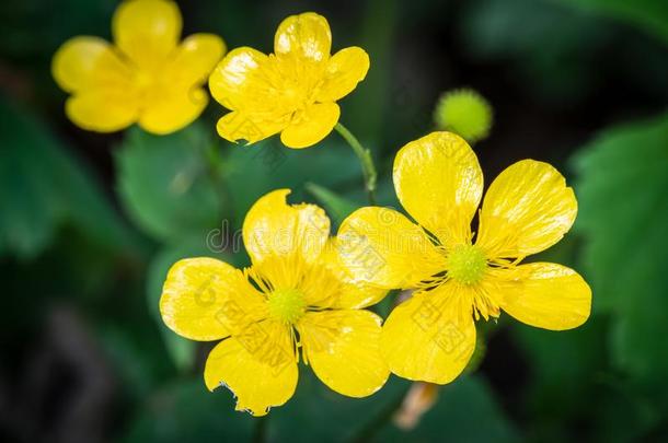 黄色的花关于毛茛山毛茛属植物蒙塔纳斯