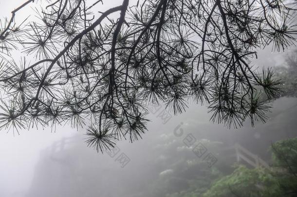 黄色的山.登上黄山.一山范围采用南方的一n