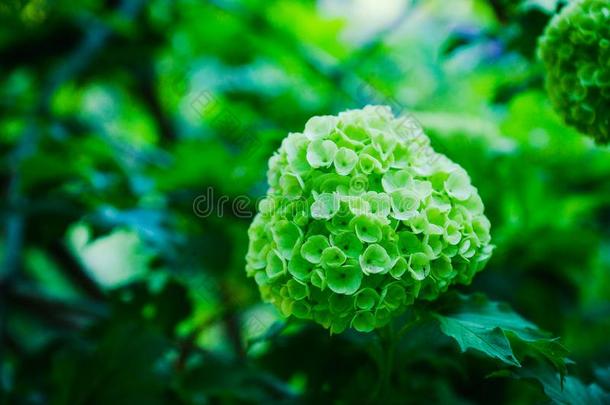 欧洲荚蒾玫瑰荚莲属的植物奥普卢斯白色的花树枝