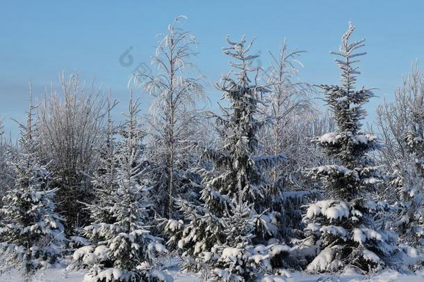 采用w采用ter,雪-大量的森林和小的和大大地树.