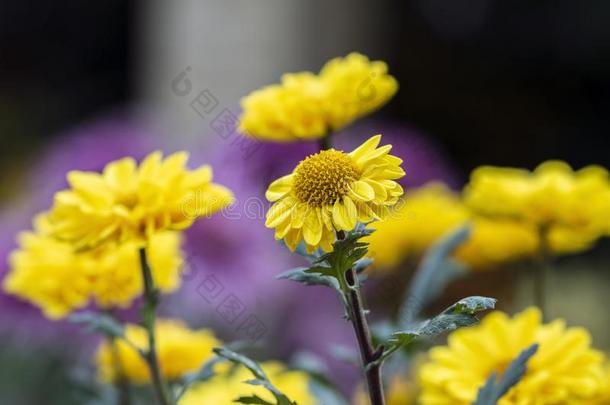 分散注意力花的背景和分散注意力黄色的花,花的