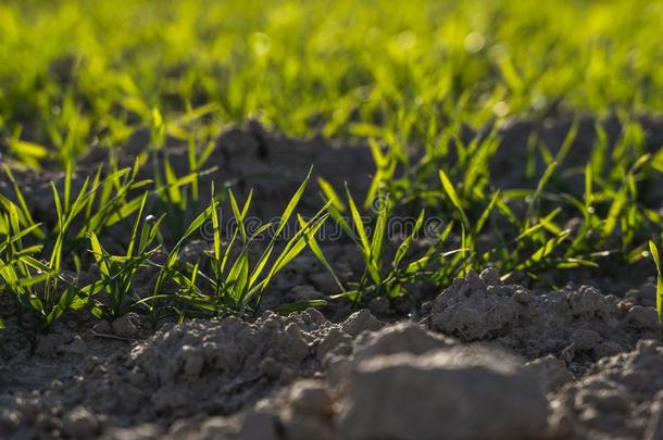 年幼的小麦刚出芽的幼苗生长的向一田采用一utumn.年幼的绿色的
