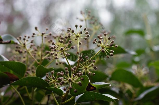 开花常春藤植物,常春藤花,常春藤花,花