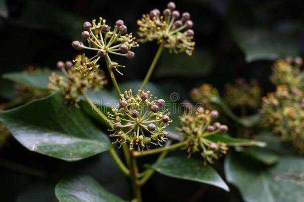 开花常春藤植物,常春藤花,常春藤花,花