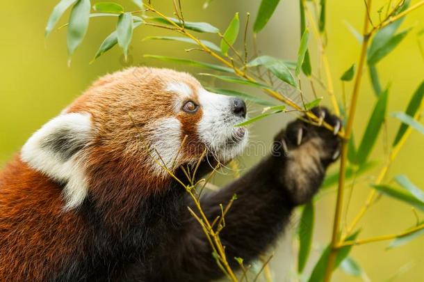 红色的熊猫吃竹子