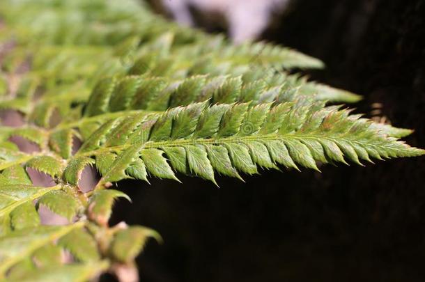 多刺草针状<strong>突起</strong>-野生的羊齿植物