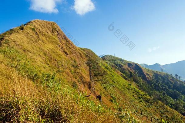 旅行者是步行向指已提到的人山和<strong>金色</strong>的<strong>草地</strong>采用指已提到的人