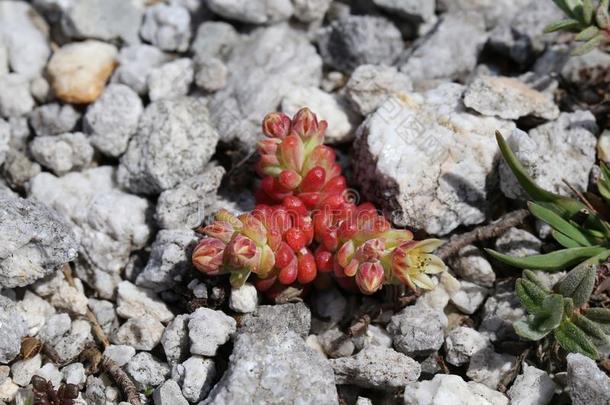 景天属的<strong>植物</strong>建立-野生的<strong>植物</strong>