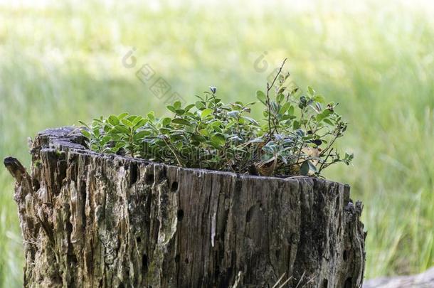 老的树<strong>树桩</strong>和绿色的<strong>植物</strong>采用它