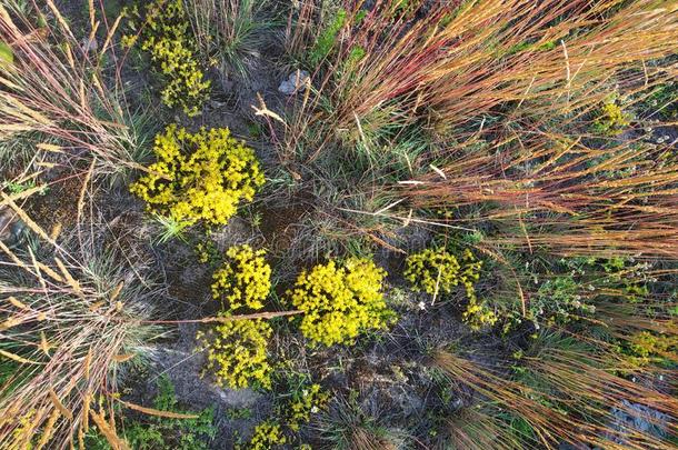 黄色的花关于普通的艾菊,艾菊瓦加雷.植物关于黄褐色