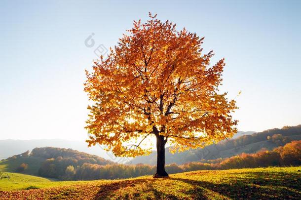 宏伟的山毛<strong>榉树</strong>和和煦的：照到阳光的梁在秋山
