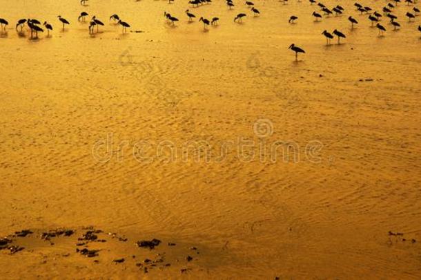 轮廓鸟采用日落水潮湿的土壤水自然田后面