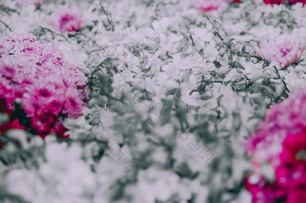 紫色的菊花&白色的兰花花装饰.自然的英语字母表的第2个字母
